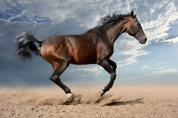 湾の馬が急速に動物好き — ストック写真