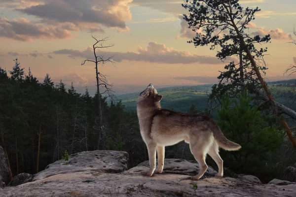 一只孤狼从山上唱起他的歌 — 图库照片