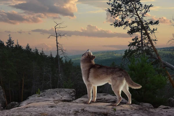 Lone Wolf Mountain Sings His Song — Stock Photo, Image