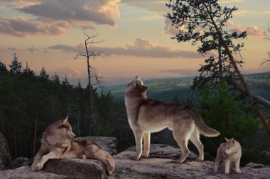 Kurt ile onun howl herkes o ailesinin eşyalarını korur uyardı