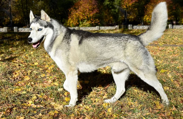 Mavi Gözlü Sibirya Husky Köpek Sonbahar Fonunda Teşkil Etmektedir — Stok fotoğraf