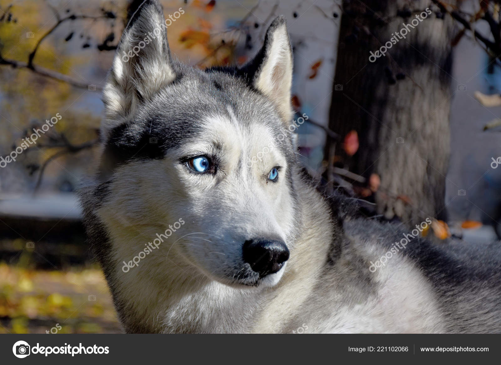 Portrait Une Race Chien Traîneau Aux Yeux Bleus Siberian