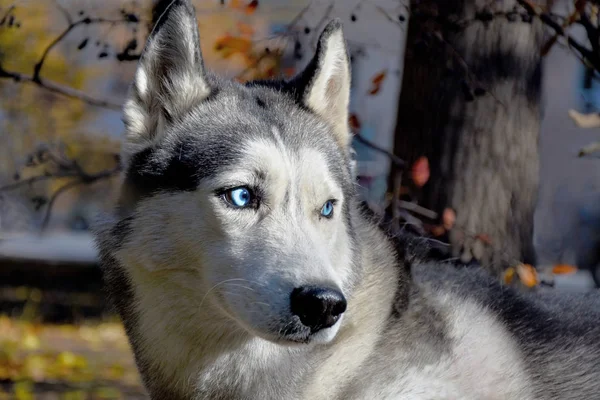 Retrato Una Raza Perros Trineo Ojos Azules Husky Siberiano —  Fotos de Stock