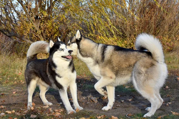 Two Sled Dogs Eagerly Gossip Parking Lot Forest — Stock Photo, Image