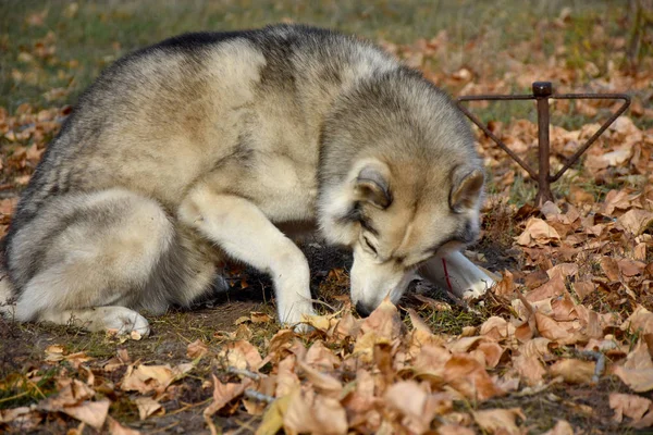 guilty dog looks away and tries to cringe