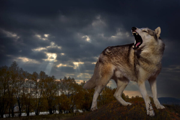 An angry wolf grins and growls against the backdrop of the autumn landscape