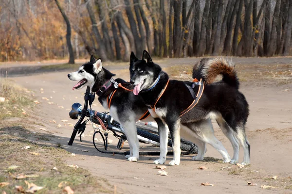 Bicicleta Perros Todo Que Necesita Para Atleta Competencia Seguimiento Perros —  Fotos de Stock