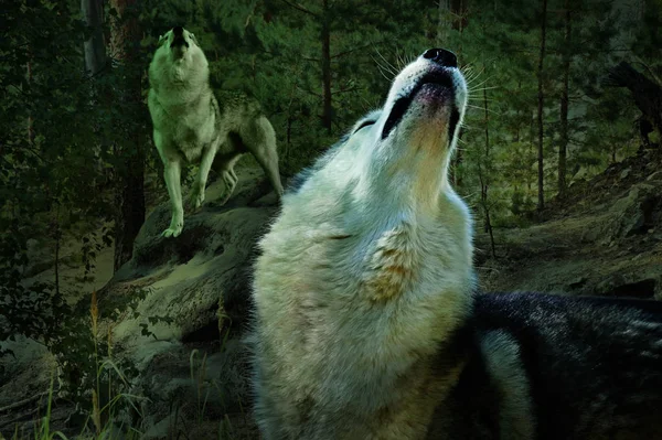 Bosque Oscuro Dos Lobos Cantan Canción —  Fotos de Stock