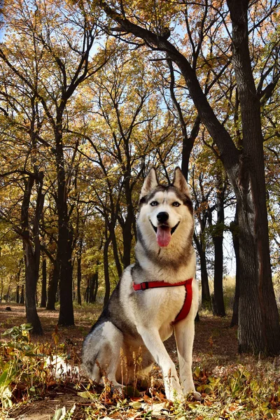 Hermoso Perro Raza Pura Husky Siberiano Sienta Sobre Fondo Bosque —  Fotos de Stock