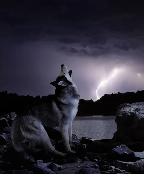 Lobo Solitario Aulla Durante Una Tormenta —  Fotos de Stock