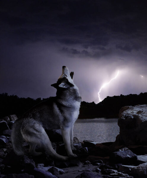 A lone wolf howls during a thunderstorm