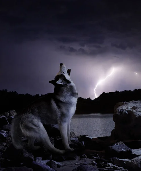 在雷雨中 一只独狼吼叫 — 图库照片#