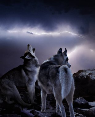 two wolves watching the storm clipart