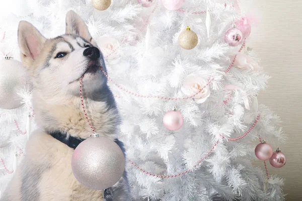 Siberiano Husky Astuto Cachorro Arrastrado Fuera Una Bola Navidad —  Fotos de Stock