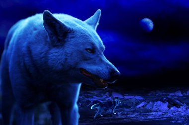 wolves host northern night in the middle of the icy desert clipart