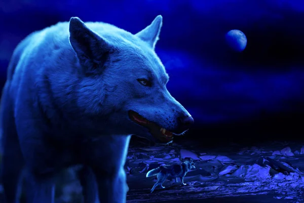 Wolves Host Northern Night Middle Icy Desert — Stock Photo, Image