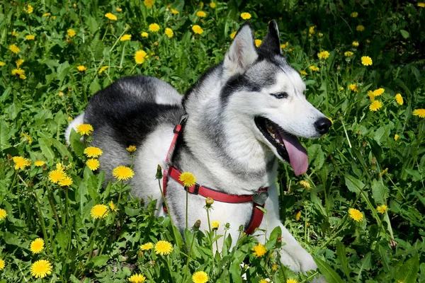 Dog Breed Siberian Husky Lies Dandelions — Stock Photo, Image