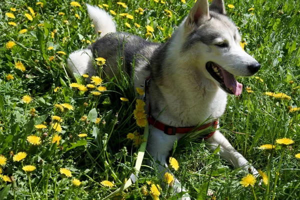 Hund Rasen Siberian Husky Ligger Maskrosor — Stockfoto