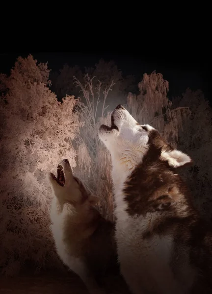 Νυχτερινό Τραγούδι Των Λύκων Στο Χειμερινό Δάσος — Φωτογραφία Αρχείου