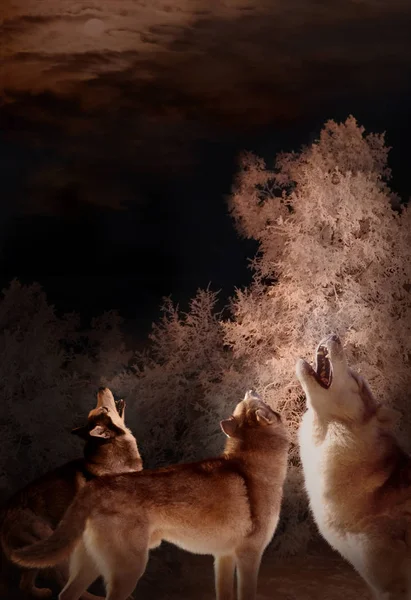 在寒冷的冬季森林狼的咆哮蔓延很远 — 图库照片#