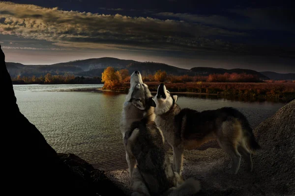 Dois Lobos Uivam Margem Rio Outono — Fotografia de Stock