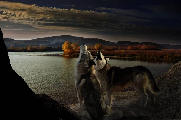 Dos Lobos Aullan Orilla Del Río Otoño — Foto de Stock