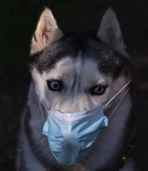 scared husky dog in virus protective medical mask