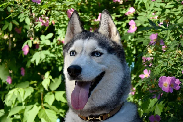 Retrato Perro Raza Siberiana Husky Sobre Telón Fondo Arbusto Floreciente —  Fotos de Stock