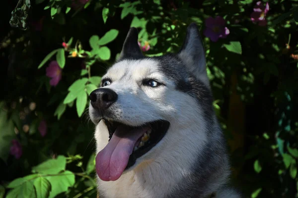 Portret Psa Syberyjskiej Rasy Husky Tle Kwitnącego Krzewu Różowej Shipovnmka — Zdjęcie stockowe