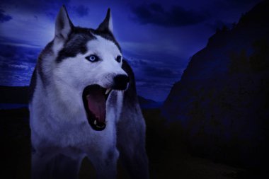 Kızgın kurt dağın arka planında sırıtıyor.