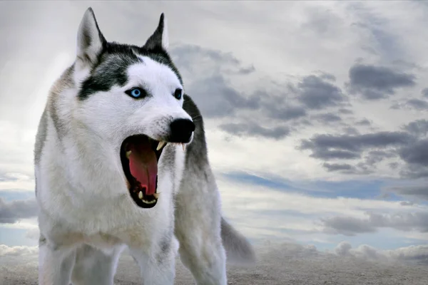 Portret Van Een Ontevreden Siberische Husky Hond — Stockfoto