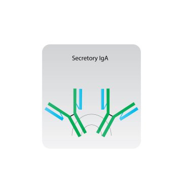 Sıralı IgA (sIgA) antikor, şematik illüstrasyon