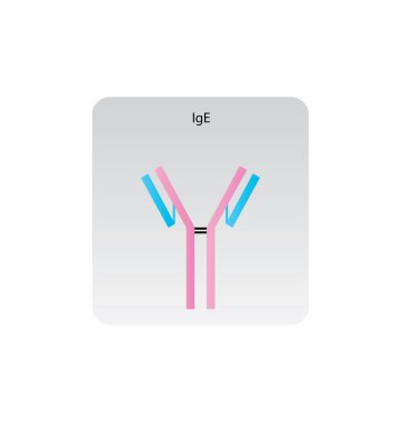 IgG3 immünoglobülin antikor yapısı şematik illüstrasyon. Basit immünoloji diyagramı.