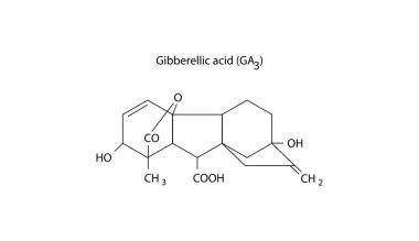 Gibberellic acid GA3 molecular structure, gibberellin compound skeletal formula. Simple schematic illustration.