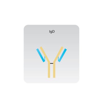 IgG4 immünoglobülin antikor yapısı şematik illüstrasyon. Basit immünoloji diyagramı.