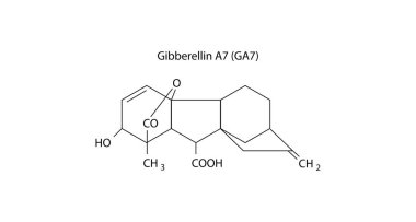 Gibberellin A7 moleküler yapısı, Abberellin bileşik iskelet formülü. Basit şematik çizim.