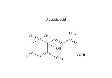 Absisik asit moleküler yapısı, absisik bileşik iskelet formülü. Basit şematik çizim.