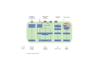 Görüntü, hücre yüzeyinin dört ana tipini ve hücre içi reseptörleri gösteriyor. Bu reseptörler dış ve iç sinyallere aracılık ediyor. Ionotropik Reseptörler, Metabotropik Reseptörler, Kinase Bağlantılı Reseptörler, Nükleer Reseptörler