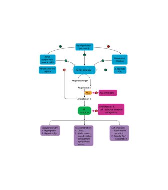 Renin-Angiotensin-Aldosteron Sistemi 'nin (RAAS) çekirdek bileşenleri ve düzenlemesi, kan basıncı, sıvı ve elektrolit dengesini düzenleyen önemli bir hormonal kademedir. Ayrıca yüksek tansiyon için başlıca uyuşturucu hedeflerini de vurgular.
