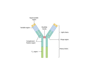 Antikor şematik çizim diyagramı değişken, Fc, hiperdeğişken bölgeler, disülfür bağları. Bağışıklık Bilimi şematik çizimi