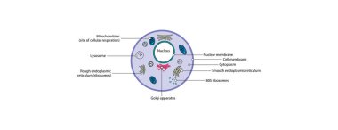 Tipik bir ökaryotik hücrenin yapısı (özellikle bir hayvan hücresi) ve ana organlarını ve bileşenlerini etiketler