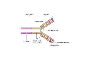Bir antikorun Y şekilli yapısı (immünoglobülin G, IgG, tipik bir modeldir), iki temel polipeptit zinciri ve anahtar işlevsel bölgelerini vurgular.