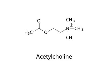 Asetilkolinin şematik moleküler strüksiyonu, bir nörotransmiter, vektör illüstrasyonu 