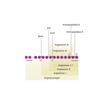 Renin-Angiotensin-Aldosteron Sistemi 'nin (RAAS) Proteolitik kademesi, kan basıncını düzenleyen aktif peptit hormonu ailesini üretmek için öncülü Angiotensinojen proteininin çeşitli enzimler tarafından nasıl bölündüğünü gösteriyor.