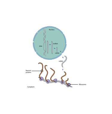 Ökaryotik hücrede moleküler biyolojinin merkezi dogması, DNA 'dan proteine genetik bilginin transkripsiyon, rna işleme ve çeviri süreçleri yoluyla akışını gösterir.