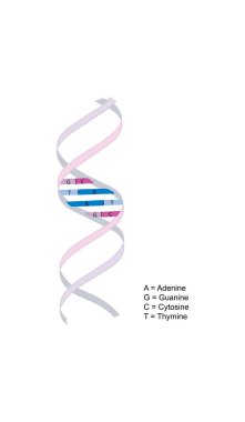 Genetik baz eşleşmesini gösteren renkli DNA çift sarmal yapısı