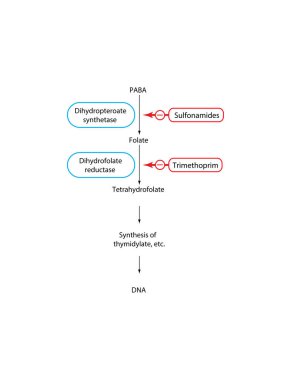 Sulfonamides ve Trimethoprim 'in Folate Pathway Engellemesi Eylemi Mekanizması. Basit shcematic biyokimyasal illüstrasyon.
