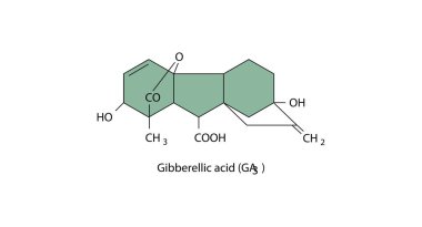 Vector illustration of the chemical structure for Gibberellic acid, GA3 a plant hormone.