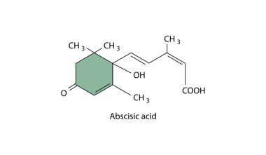 Absisik asit moleküler yapısı, absisik bileşik iskelet formülü. Basit şematik çizim.