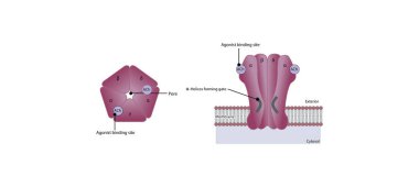 Nikotin Asetilkolin Reseptör Altbirimleri, İyon Kanal Pore ve Membrane Lokalizasyonu 'nun yapısı. Basit şematik çizim.